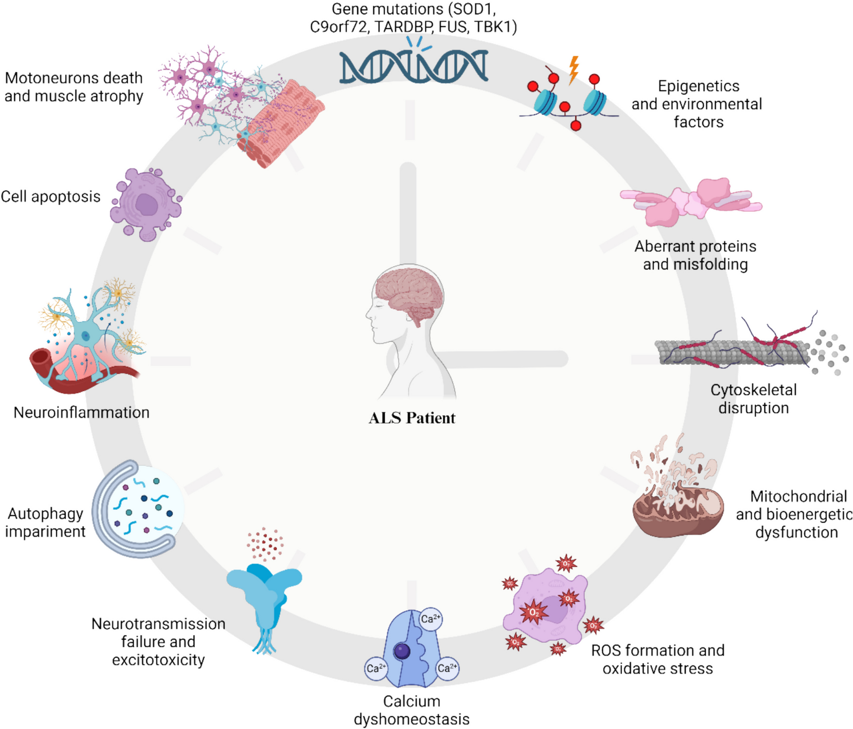 Drug Combination to Slow Down the Progression of Amyotrophic Lateral Sclerosis