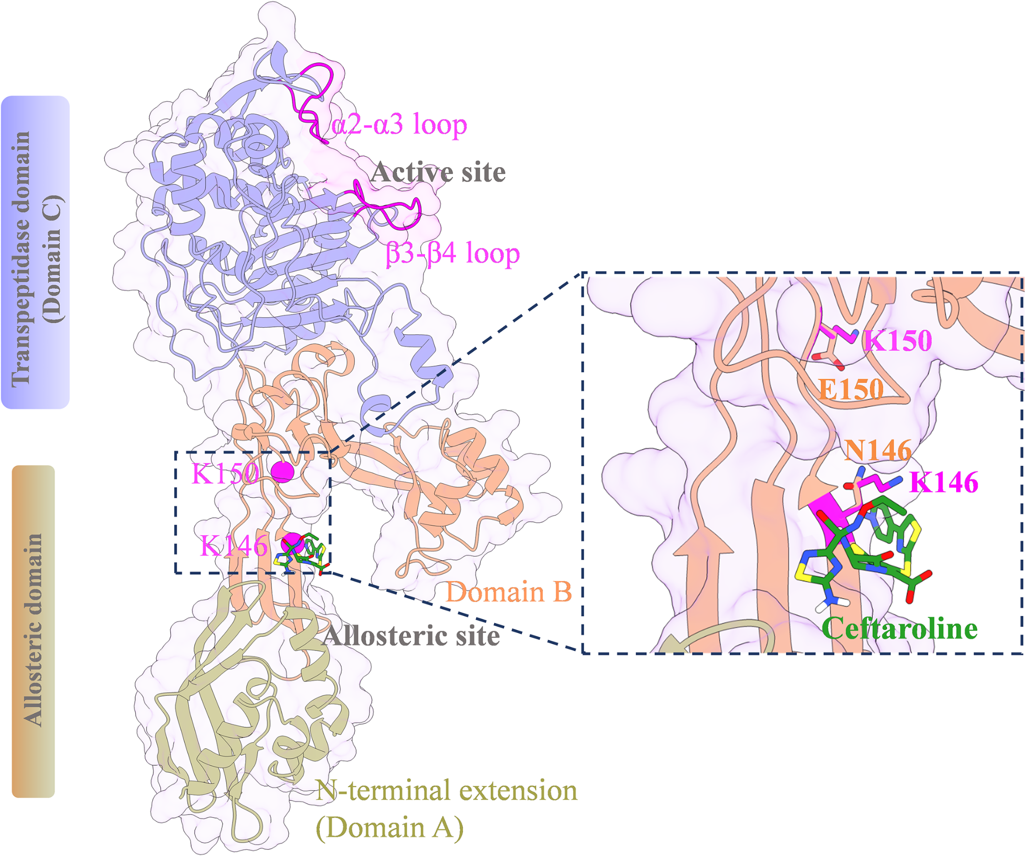 Elucidating allosteric signal disruption in PBP2a: impact of N146K/E150K mutations on ceftaroline resistance in methicillin-resistant