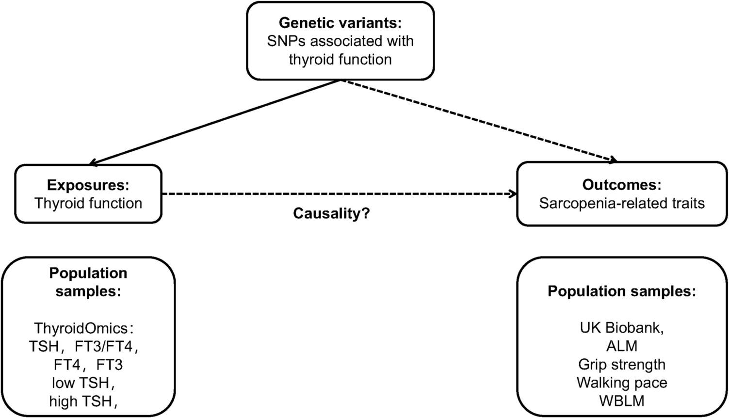 Causal associations between thyroid function and sarcopenia-related traits: a Mendelian randomization study