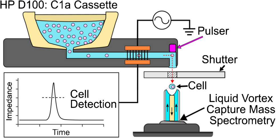Evaluating inkjet dispenser/liquid vortex capture-mass spectrometry for single-cell metabolomics in Hep G2 steatosis caused by tamoxifen
