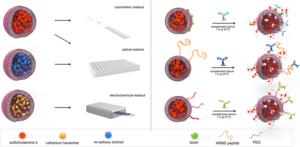 A homogeneous immunoassay technology based on liposomes and the complement system enables one-step, no-wash, rapid diagnostics directly in serum
