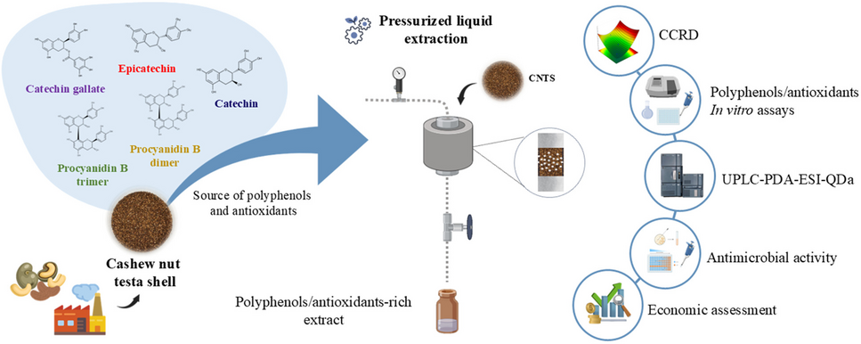 Efficient and sustainable recovery of bioactive compounds from cashew nut testa shell ( L.) using pressurized liquid extraction