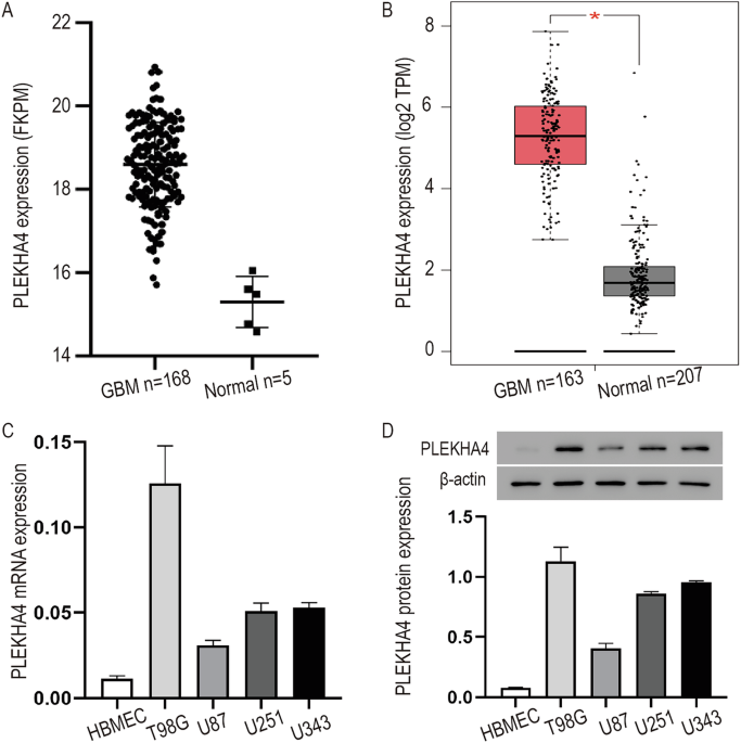 PLEKHA4 is transcriptionally regulated by HOXD9 and regulates glycolytic reprogramming and progression in glioblastoma via activation of the STAT3/SOCS-1 pathway