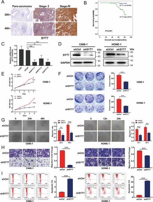 SYT7 accelerates nasopharyngeal carcinoma progression via ALDH1A3-mediated STAT3 signaling activation