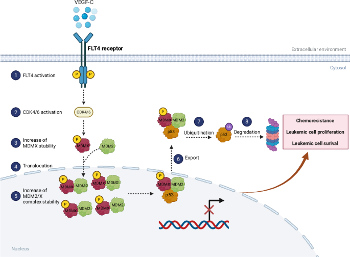 FLT4 activation promotes acute lymphoid leukemia survival through stabilization of MDM2/MDMX and inactivation of p53