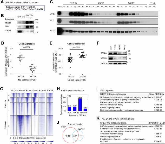 MYCN and KAT2A form a feedforward loop to drive an oncogenic transcriptional program in neuroblastoma