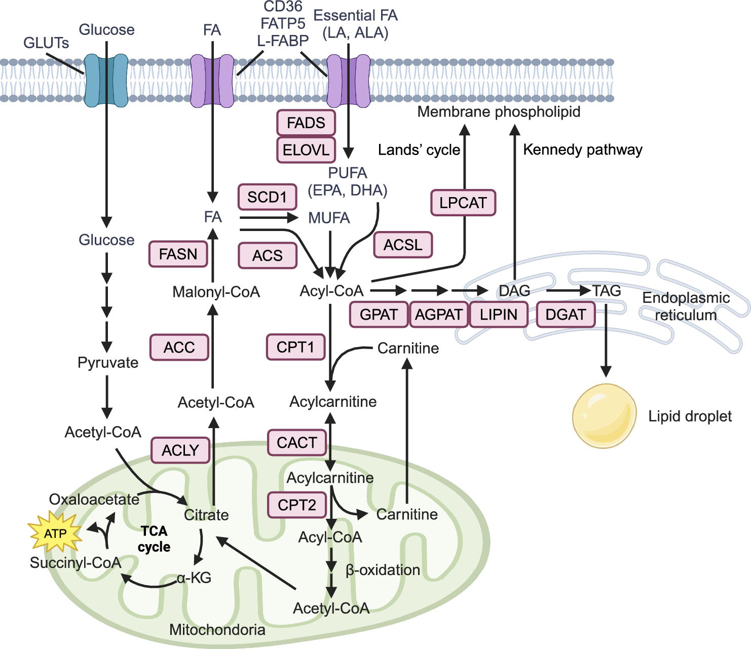 Lipogenesis and MASLD: re-thinking the role of SREBPs