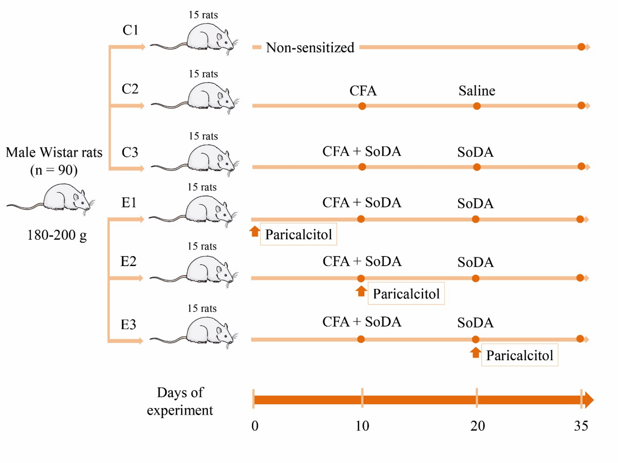 Paricalcitol promotes the maturation of immune granulomas in an experimental model of superoxide dismutase A-induced inflammation