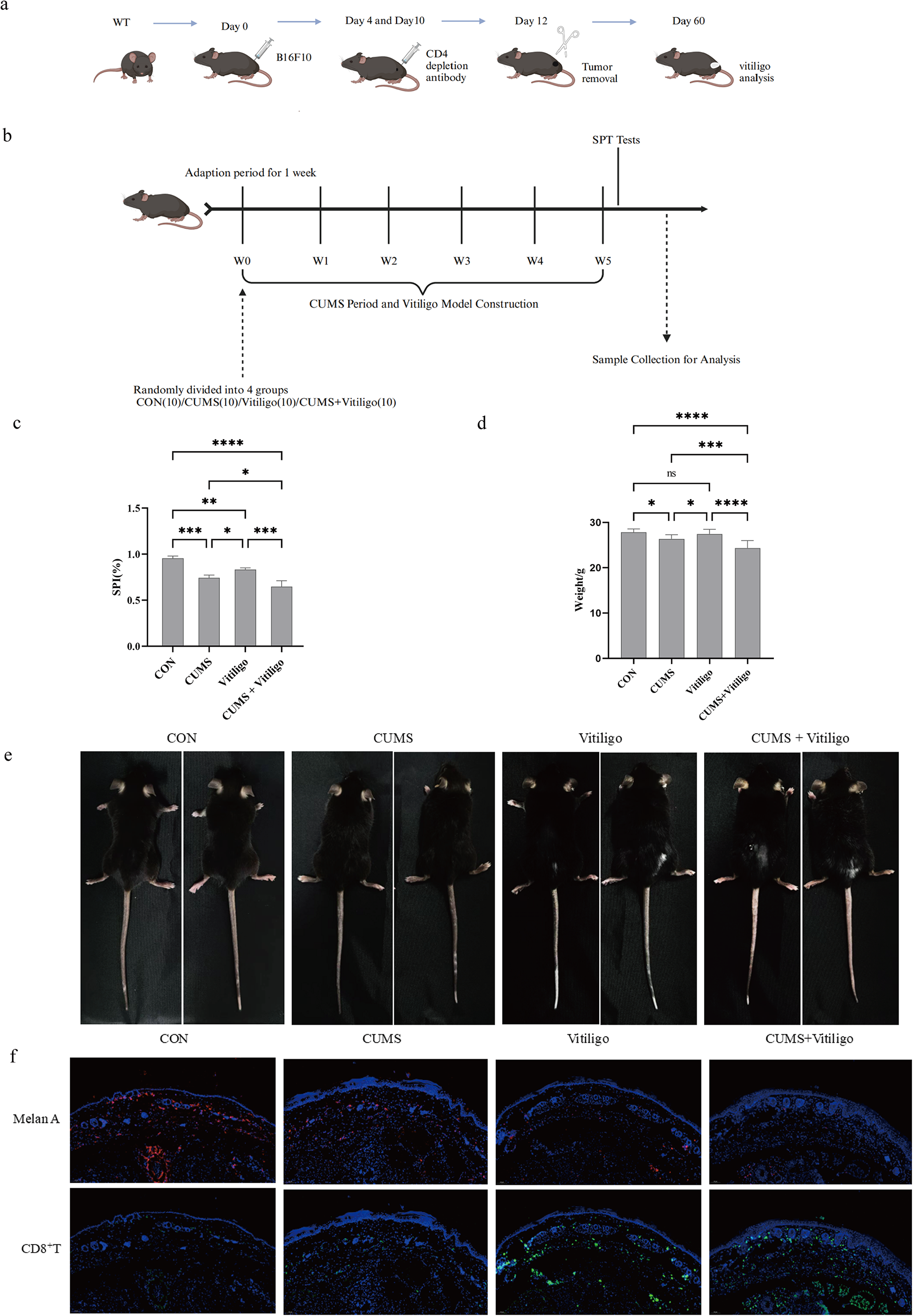 The IL-6 autocrine loop promoting IFN-γ-induced fibroblast senescence is involved in psychological stress-mediated exacerbation of vitiligo