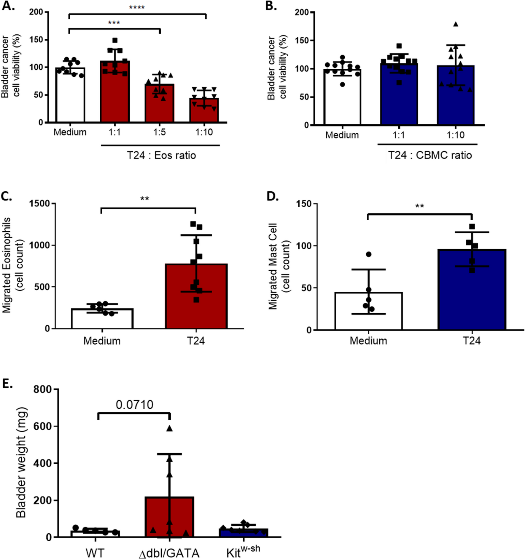 Eosinophils but not mast cells exert anti-tumorigenic activity, without being predictive markers of the long-term response to Bacillus Calmette-Guérin (BCG) therapy in patients with bladder carcinoma