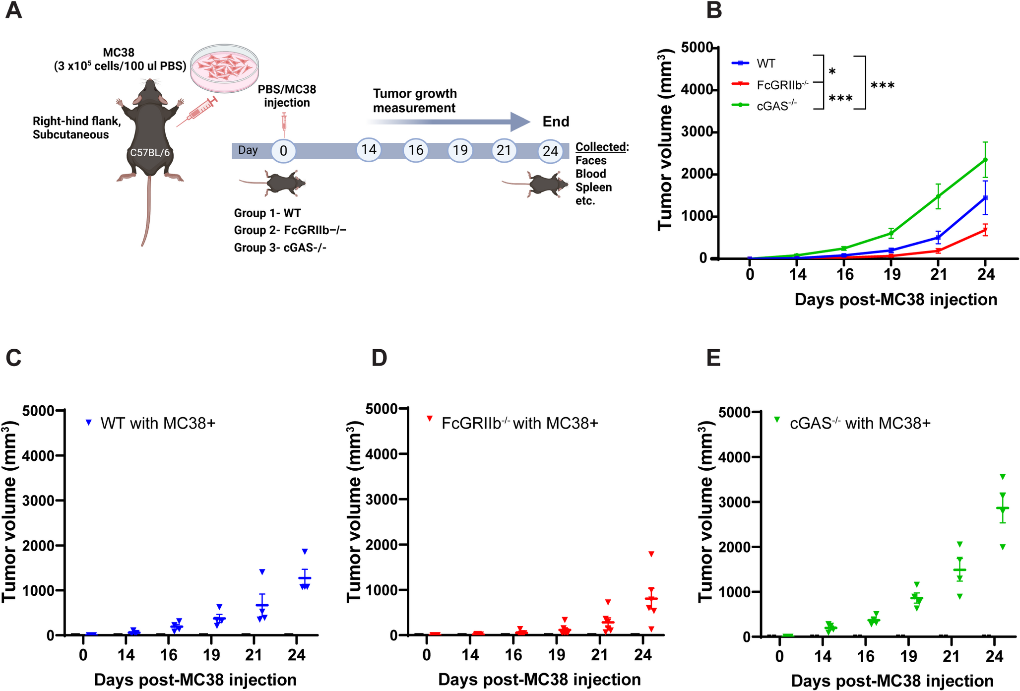 Accelerating and protective effects toward cancer growth in cGAS and FcgRIIb deficient mice, respectively, an impact of macrophage polarization