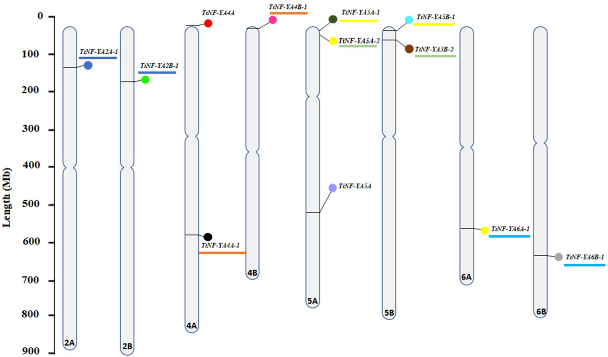 Durum wheat nuclear factor Y (NF-Y) a subfamily: structure, phylogeny, and expression analysis in response to hormones and abiotic stresses