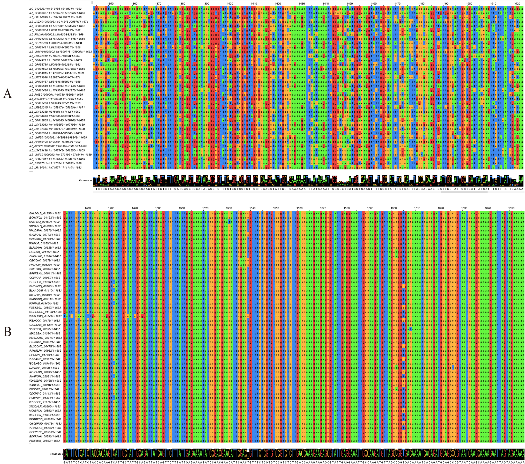 Establishment of a rapid RAA-CRISPR/Cas12a system targeting the  gene for on-site detection of  in livestock and fresh pork meat