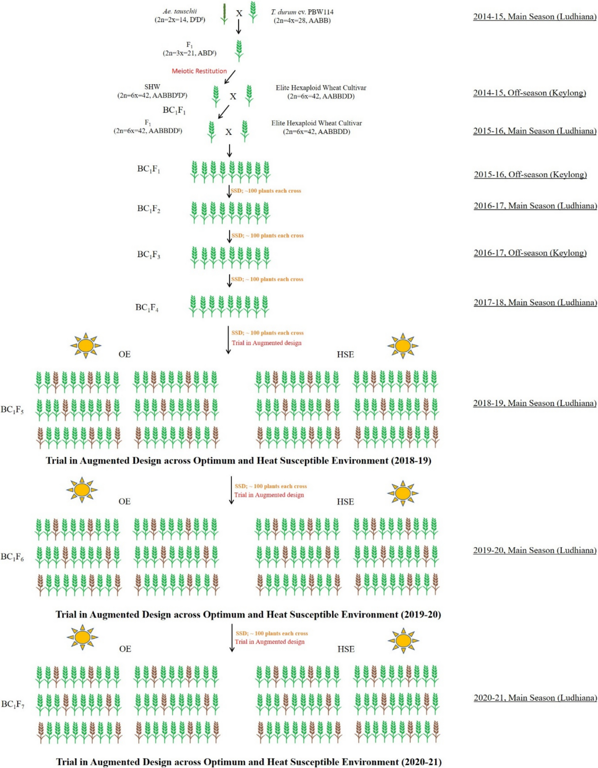 Genomic dissection of terminal heat tolerance in synthetic hexaploid derived nested introgression libraries of wheat ( L.)