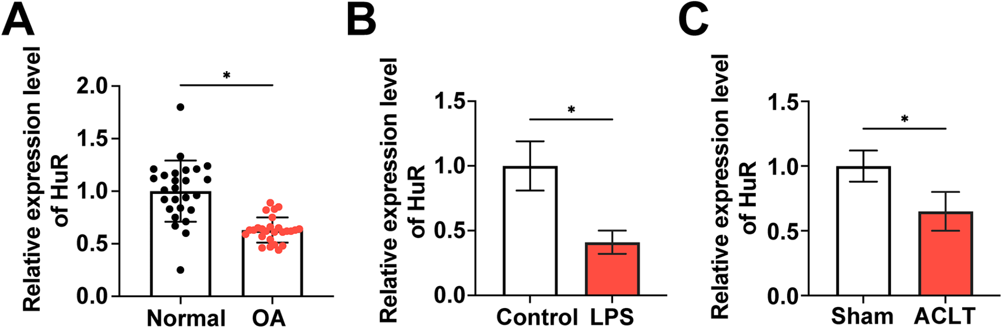 RNA-binding protein HuR interacts with UFM1 mRNA to ameliorate chondrocyte inflammation, apoptosis and extracellular matrix degradation