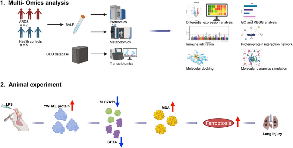 Multi-omics integration reveals YWHAE as a key mediator of ferroptosis in ARDS