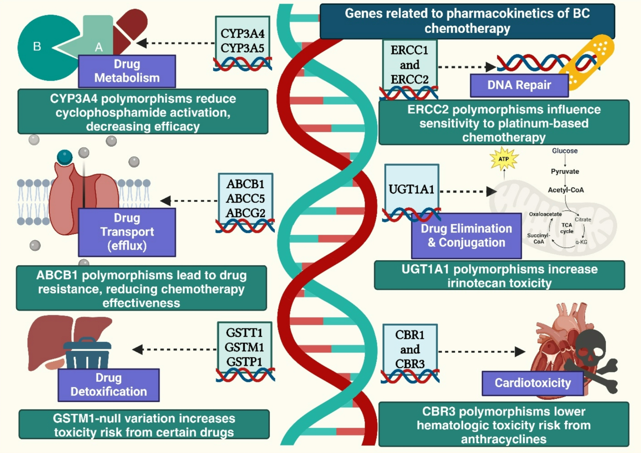 SNP’s use as a potential chemotoxicity stratification tool in breast cancer: from bench to clinic