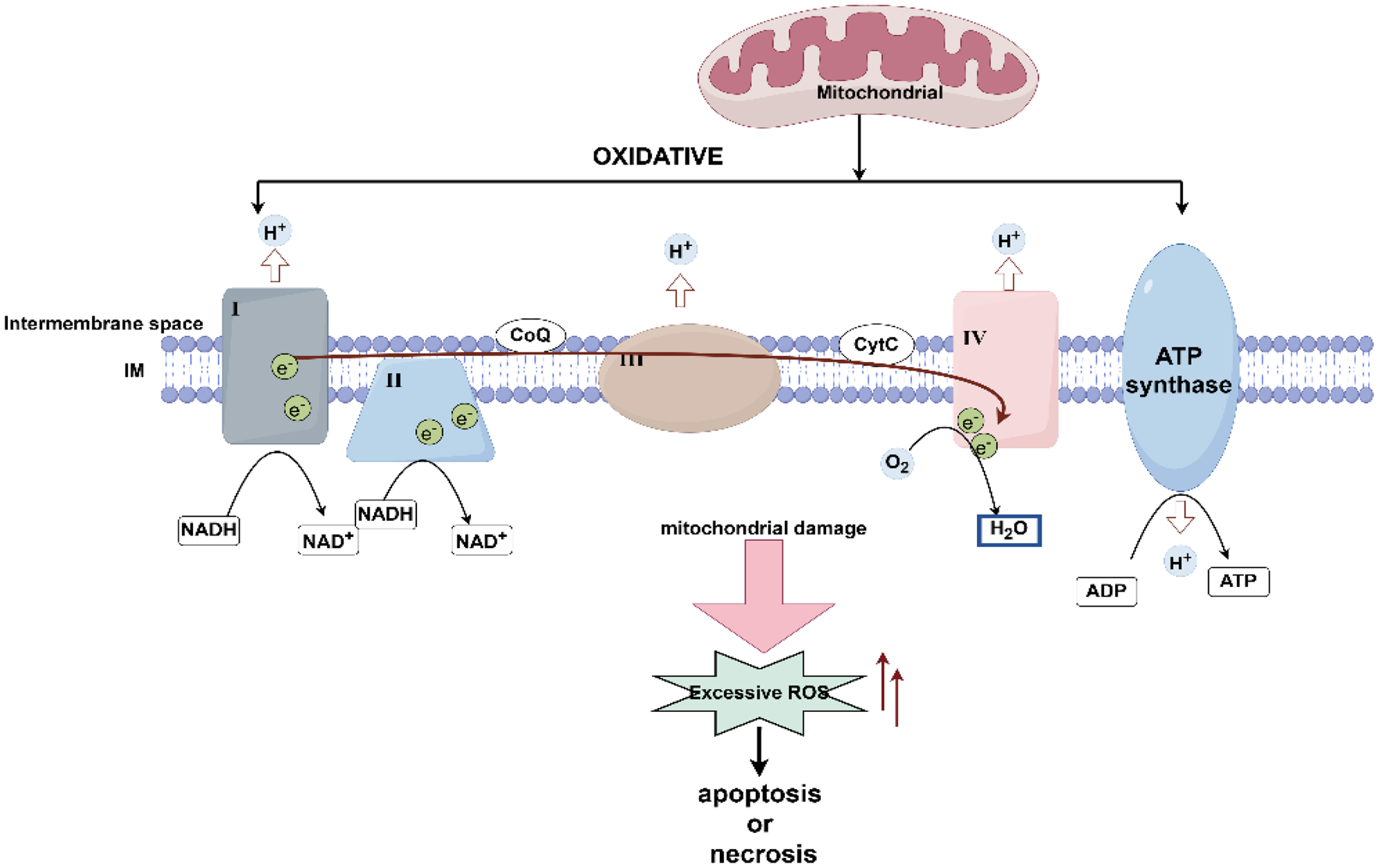 Identification and mechanistic analysis of shared biomarkers and pathogenesis in acute pancreatitis and sepsis based on differential gene expression and protein interaction networks
