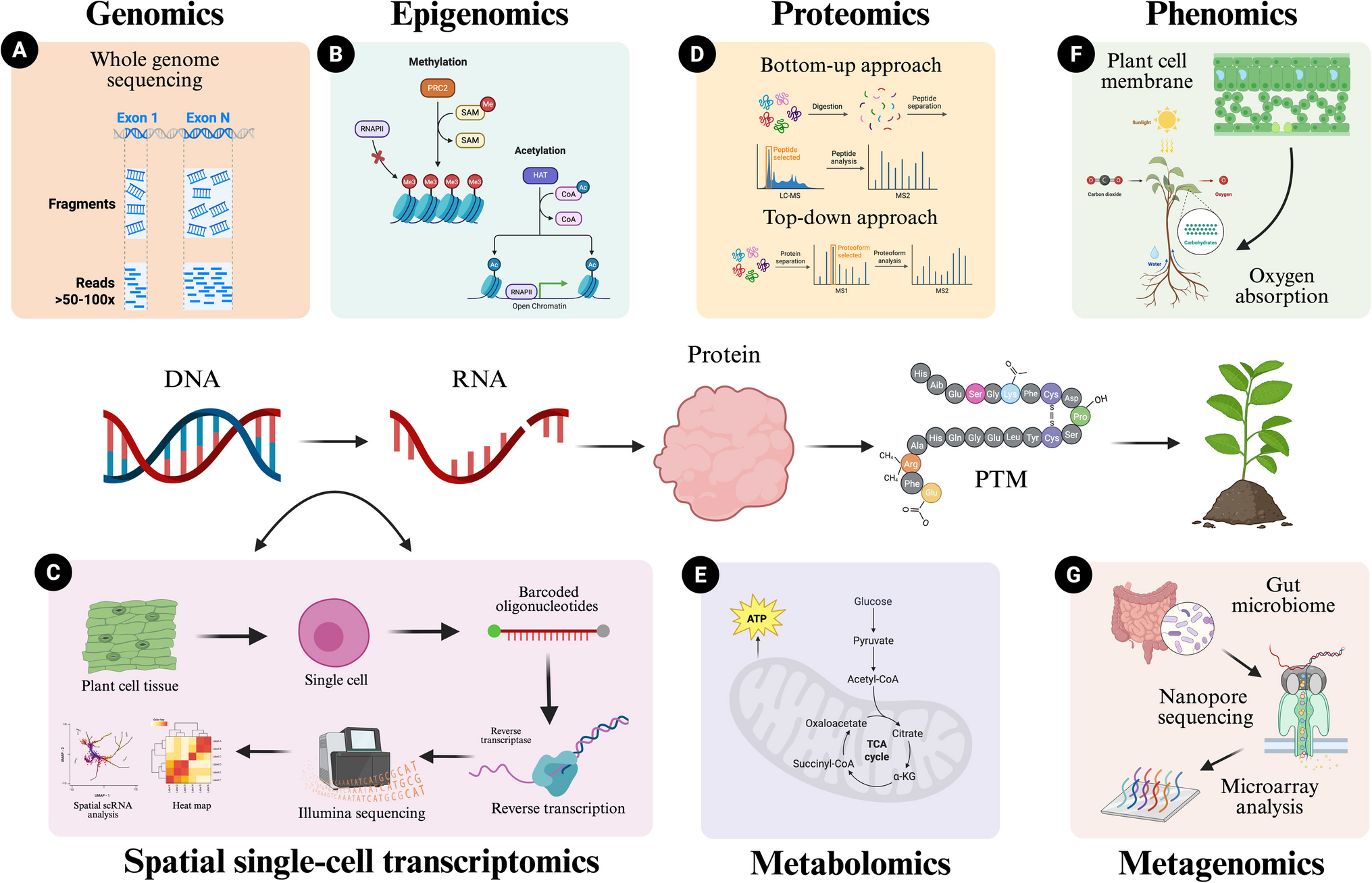Can the molecular and transgenic breeding of crops be an alternative and sustainable technology to meet food demand?