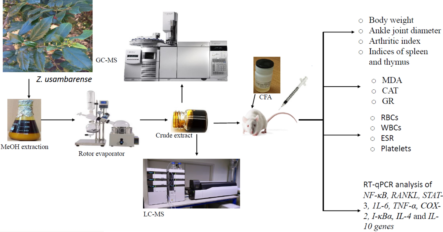 Anti-arthritic potential and mechanistic insights of methanol extract of  Engl. in complete Freund’s adjuvant-induced rats