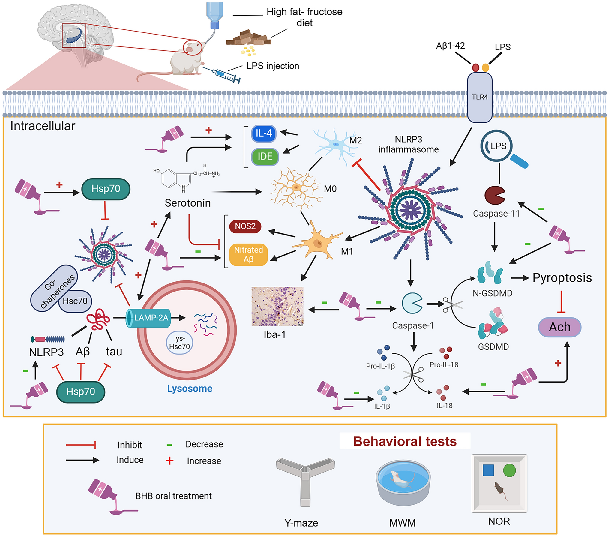 Chaperone-mediated autophagy, heat shock protein 70, and serotonin: novel targets of beta-hydroxybutyrate in HFFD/LPS-induced sporadic Alzheimer’s disease model