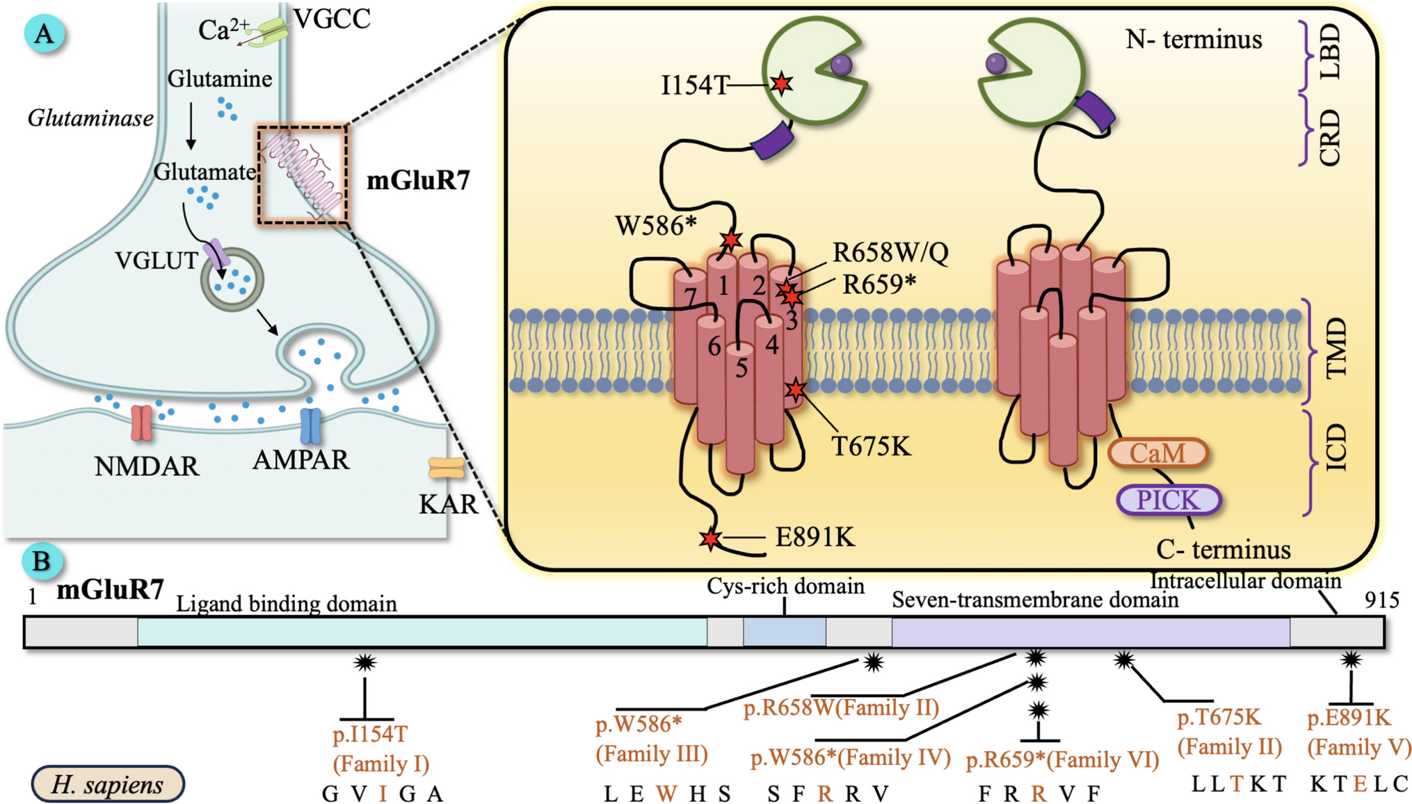 Role of mGluR7 in Alzheimer’s disease: pathophysiological insights and therapeutic approaches