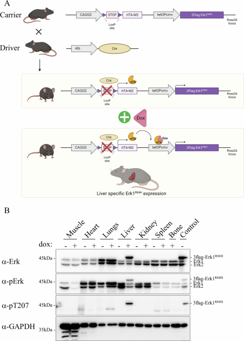 Erk1R84H is an oncoprotein that causes hepatocellular carcinoma in mice and imposes a rigorous negative feedback loop