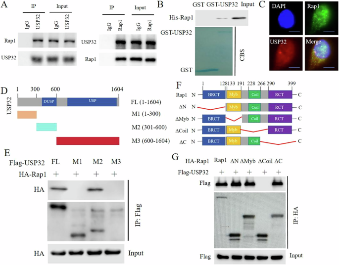 Phosphorylation of USP32 by CDK5 regulates Rap1 stability and therapeutic resistance in pancreatic ductal adenocarcinoma