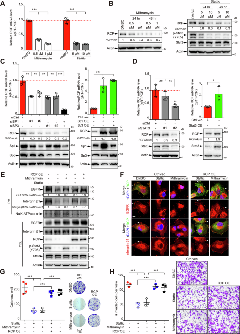Correction: TP53 mutations upregulate RCP expression via Sp1/3 to drive lung cancer progression