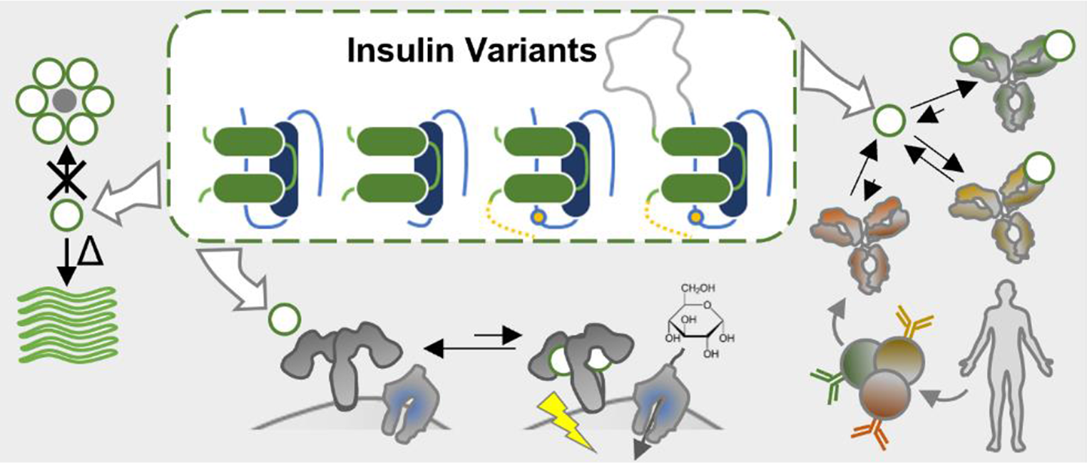 Evaluation of proinsulin(F25D) as a targeting ligand for insulin-binding B cells in autoimmune diabetes