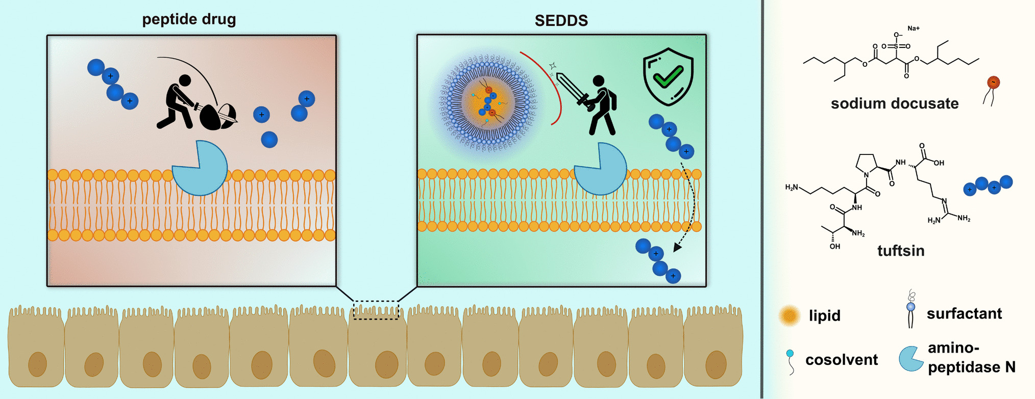 Oral peptide drug delivery: design of SEDDS providing a protective effect against intestinal membrane-bound enzymes
