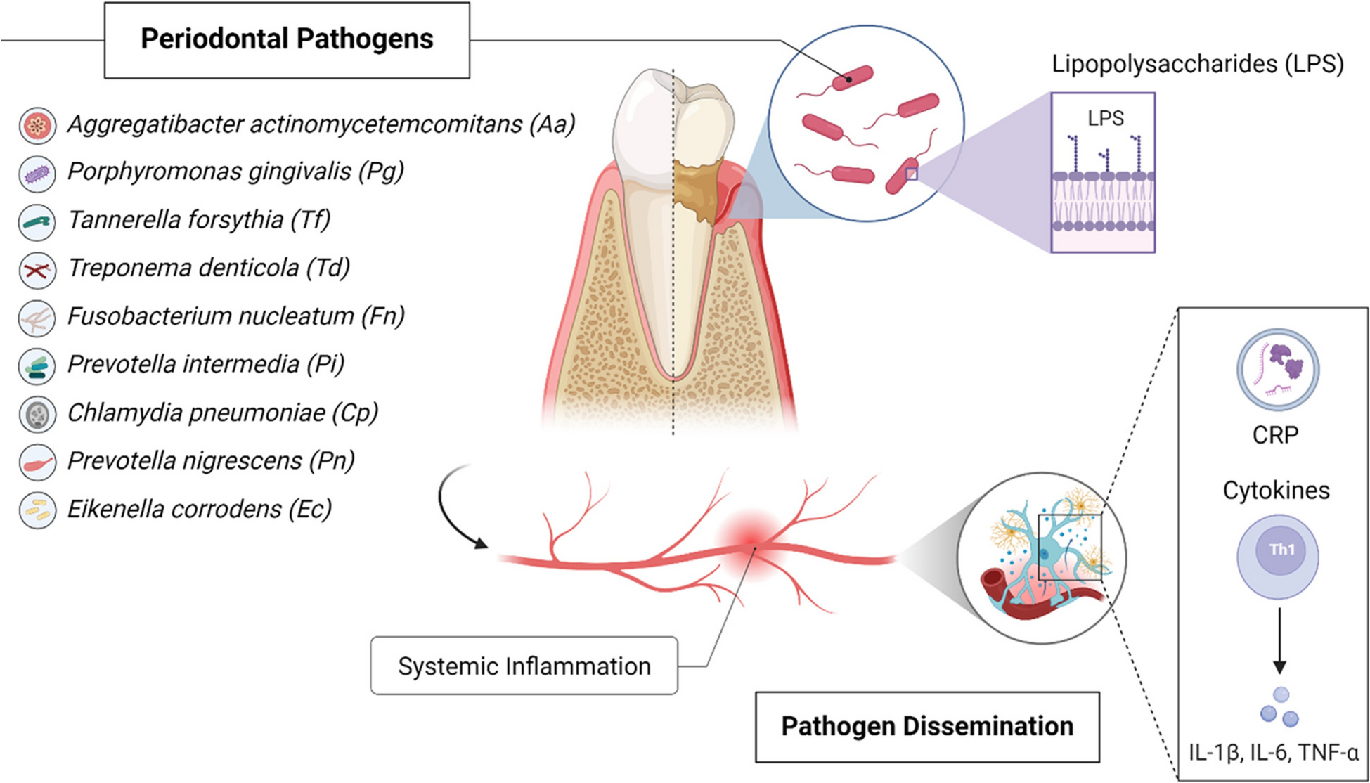 Bridging oral and systemic health: exploring pathogenesis, biomarkers, and diagnostic innovations in periodontal disease