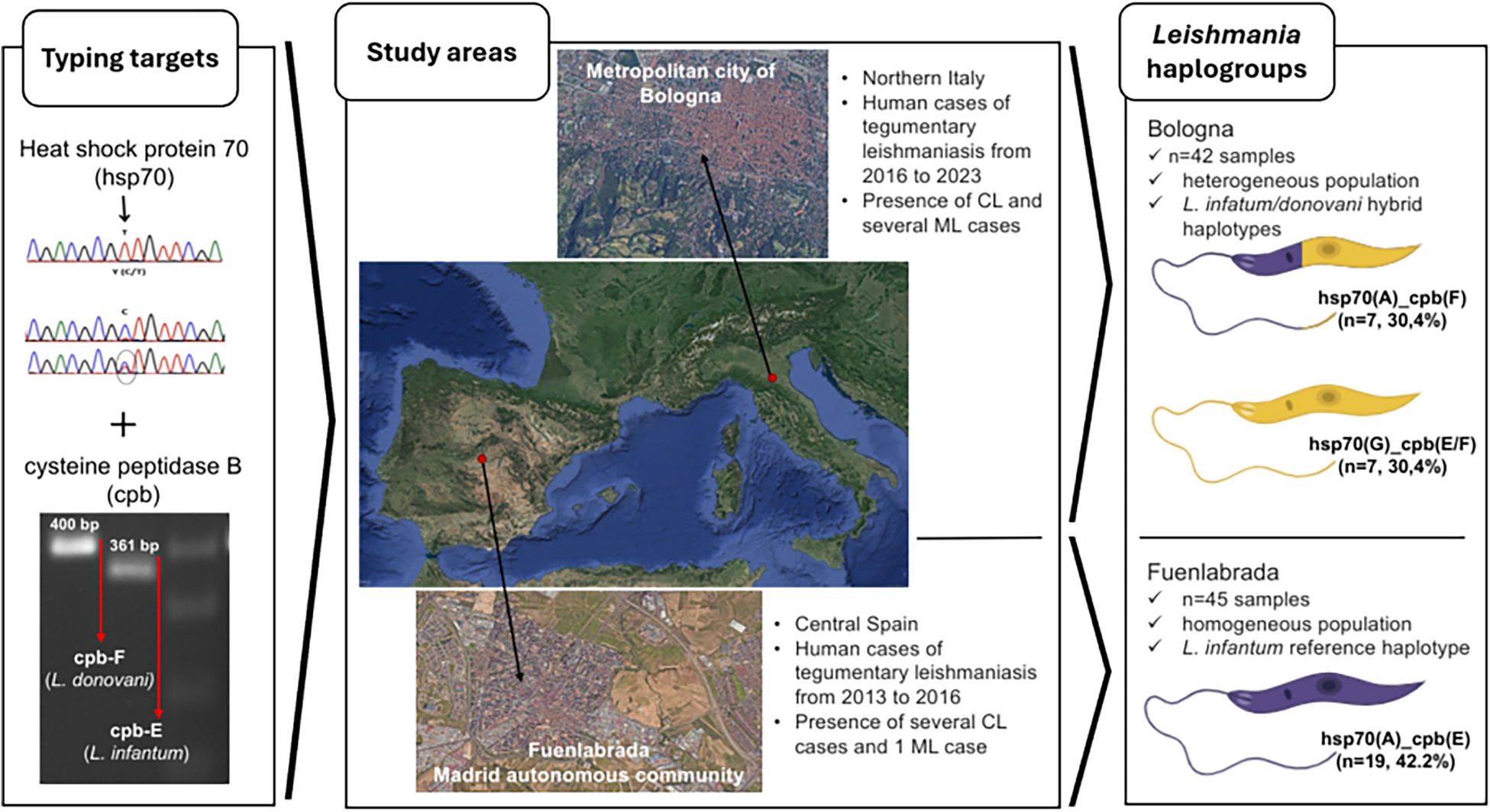 Combination of Cpb-Hsp70 typing methods reveals genetic divergence between Leishmania infantum strains causing human tegumentary leishmaniasis in northern Italy and central Spain: a retrospective study