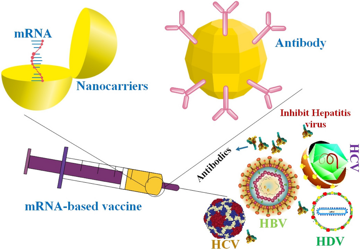 Recent Advances in mRNA-Based Vaccines Against Several Hepatitis Viruses