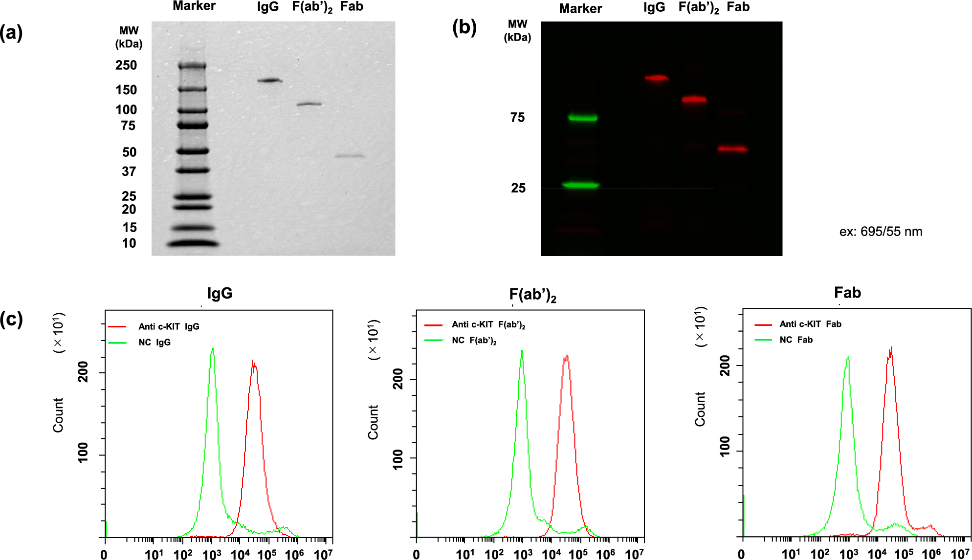 Molecular imaging of gastrointestinal stromal tumor using anti-c-KIT antibody and its fragments