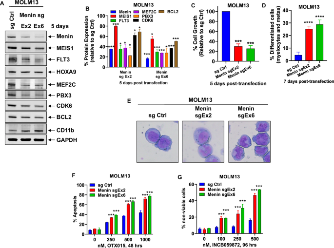 Correction: Targeting of epigenetic co-dependencies enhances anti-AML efficacy of Menin inhibitor in AML with MLL1-r or mutant NPM1