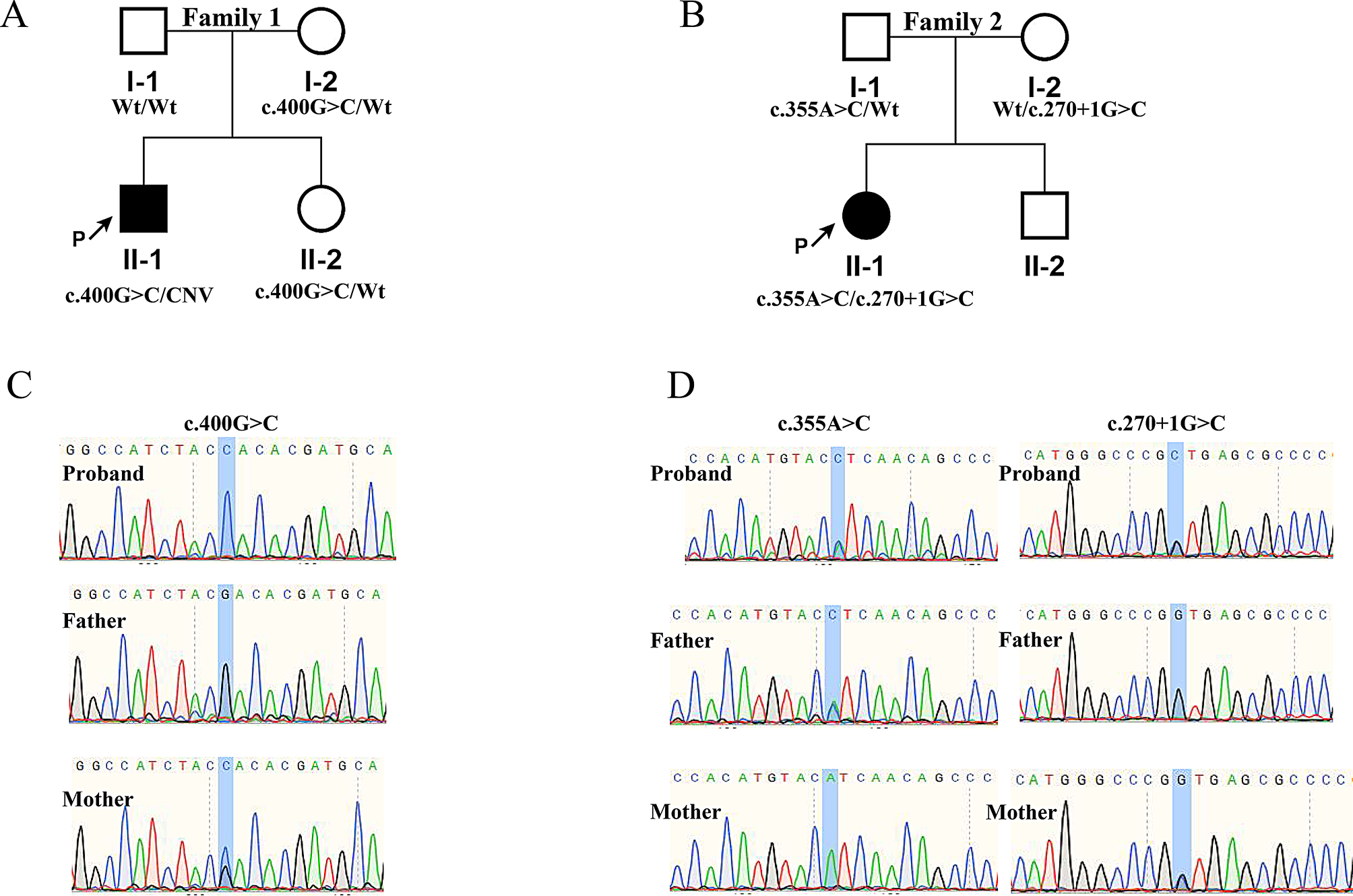 CLPP Gene Variants Causing Perrault Syndrome Type 3 in Han Chinese Families: A Genotype-Phenotype Study