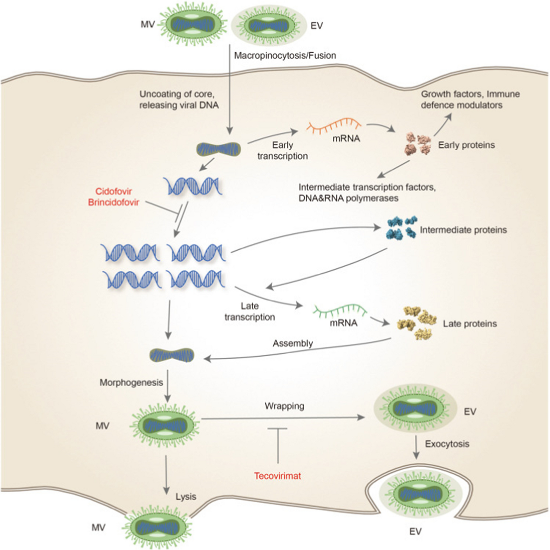 Insight into Recent Updates on Vaccines Development and Immunology of Monkeypox Infection