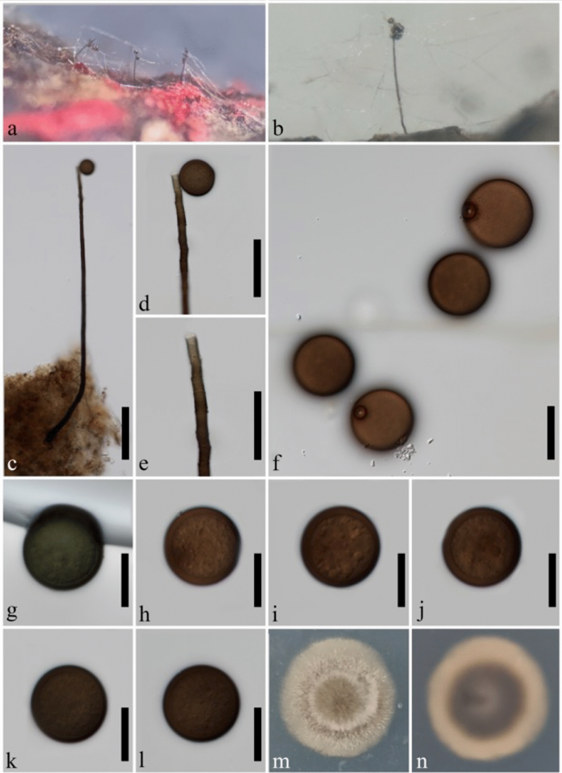Fungal diversity notes 1919–2016: taxonomic and phylogenetic contributions to fungal taxa
