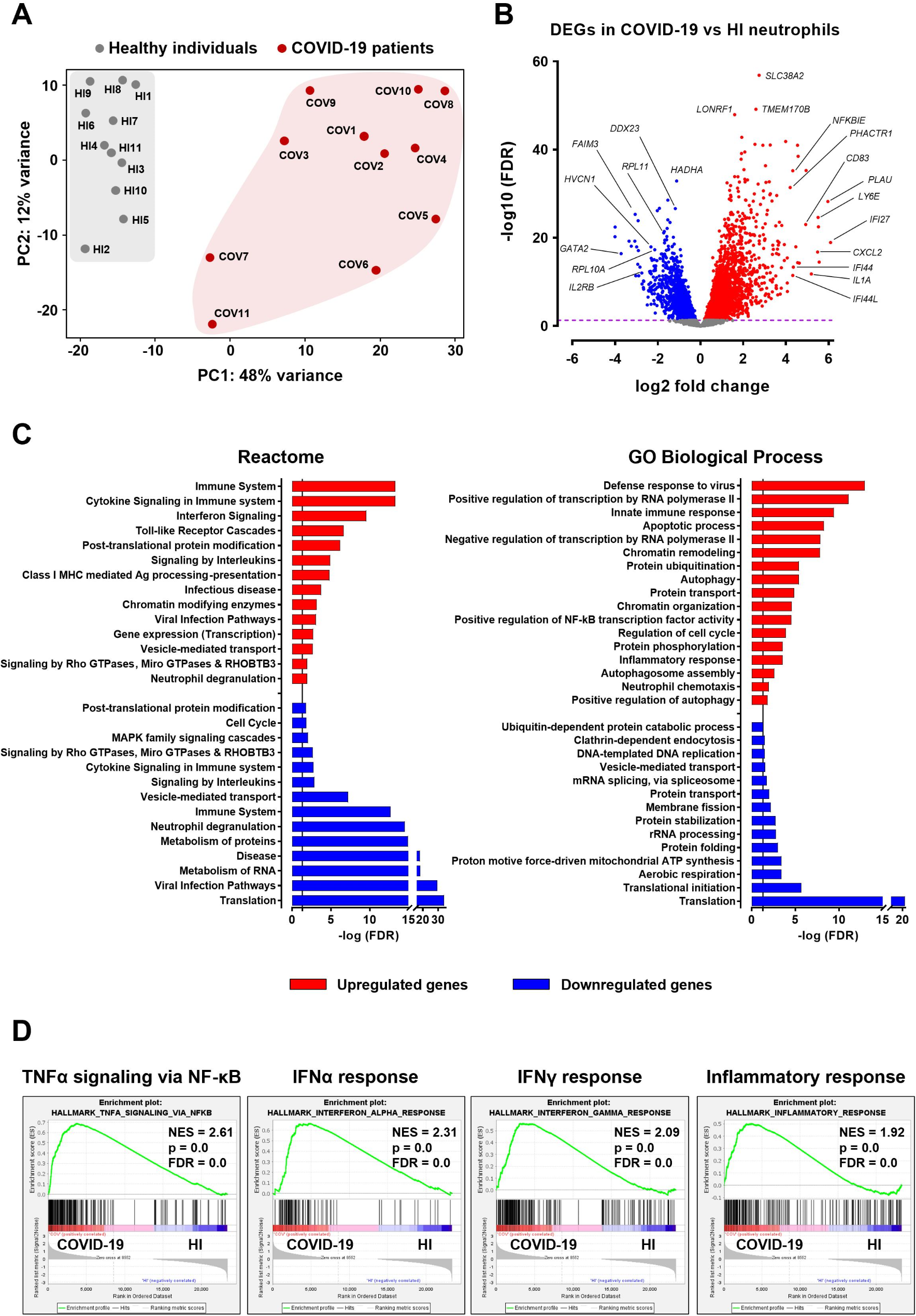 Transcriptomic analysis reveals shared deregulated neutrophil responses in COVID-19 and idiopathic pulmonary fibrosis