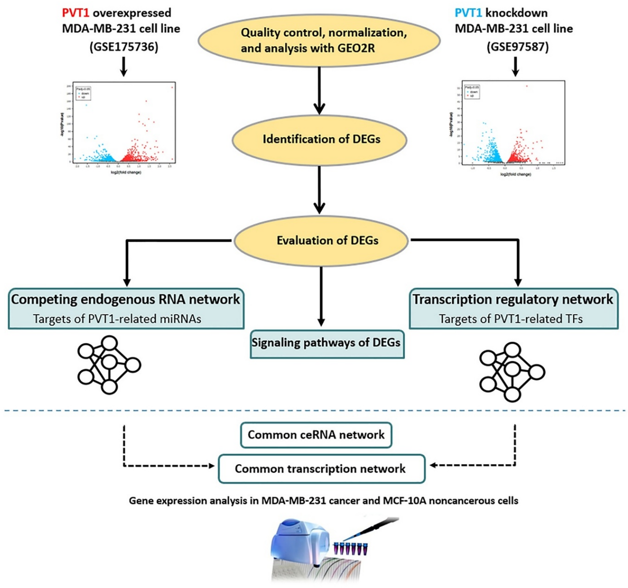 Regulatory effects of lncRNA PVT1 on transcriptome in human breast cancer MDA-MB-231 cell line determined by in silico analyses