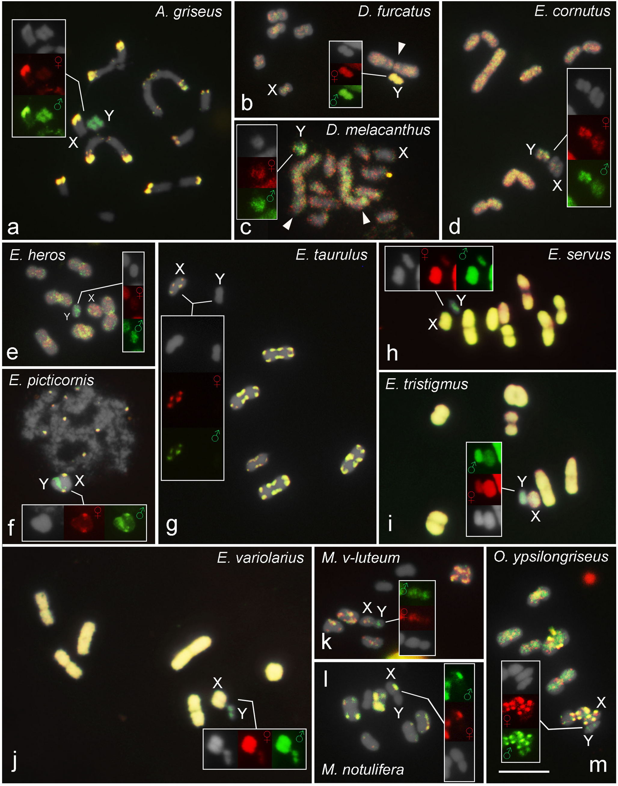 Variable organization of repeats and hidden diversity of XY sex chromosomes in Pentatomidae true Bugs (Hemiptera) revealed through comparative genomic hybridization