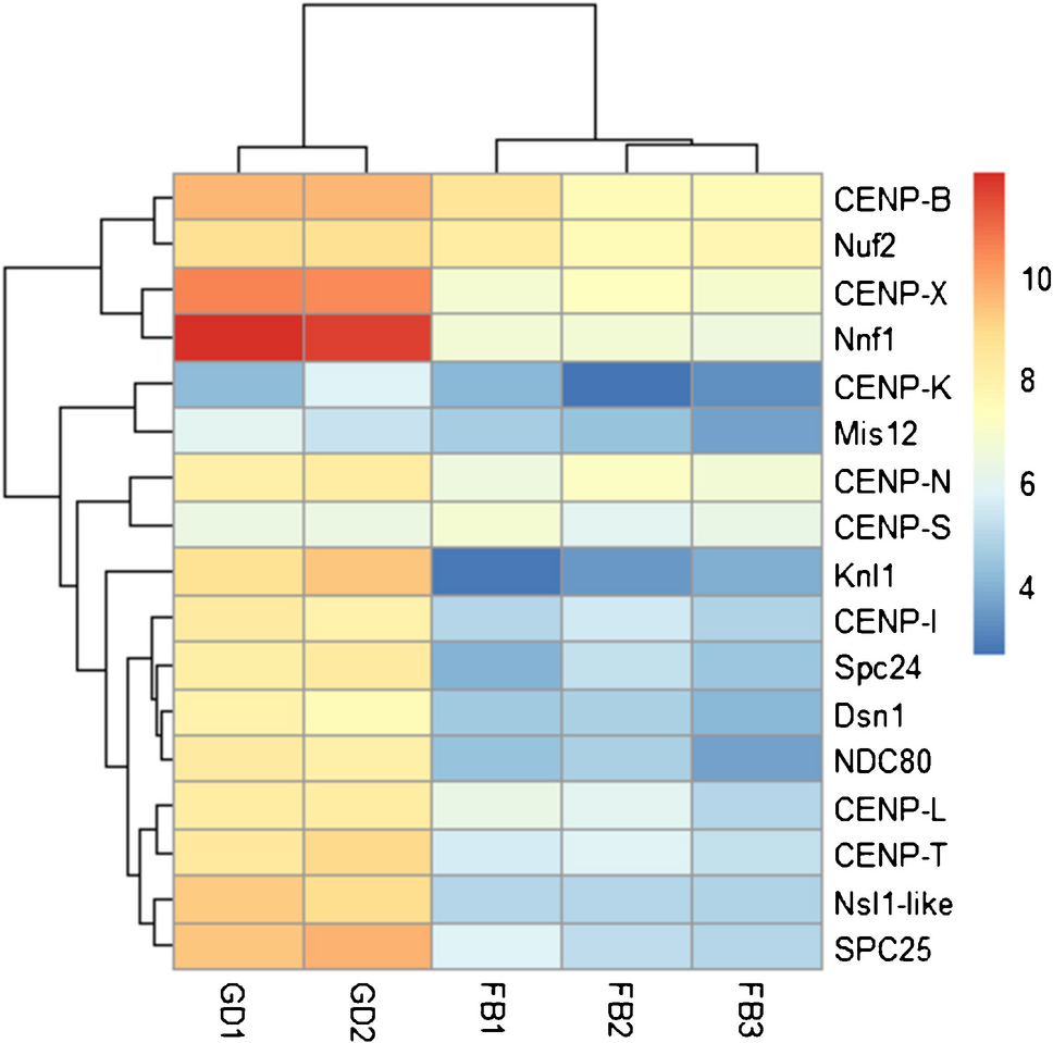 Towards identification of a holocentromere marker in the lepidopteran model