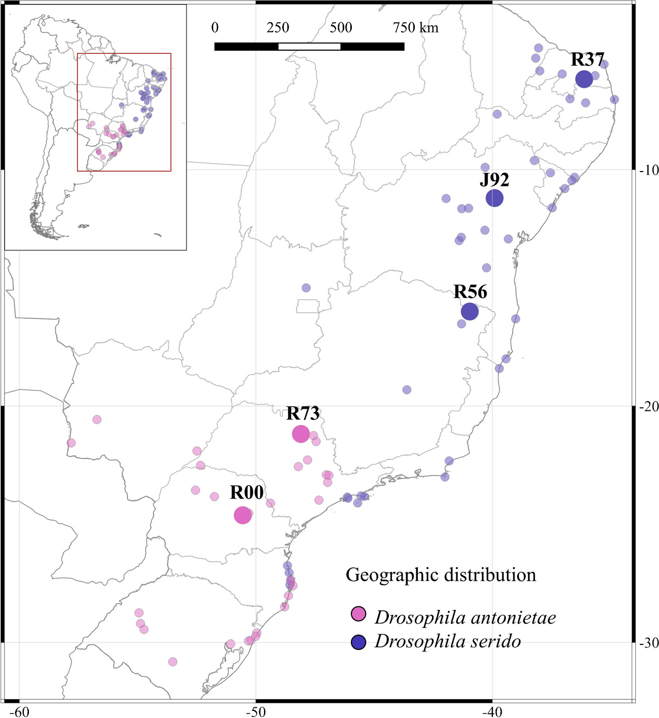 Genome location, evolution and centromeric contribution of satellite DNAs shared between the two closely related species  ( group,  cluster)