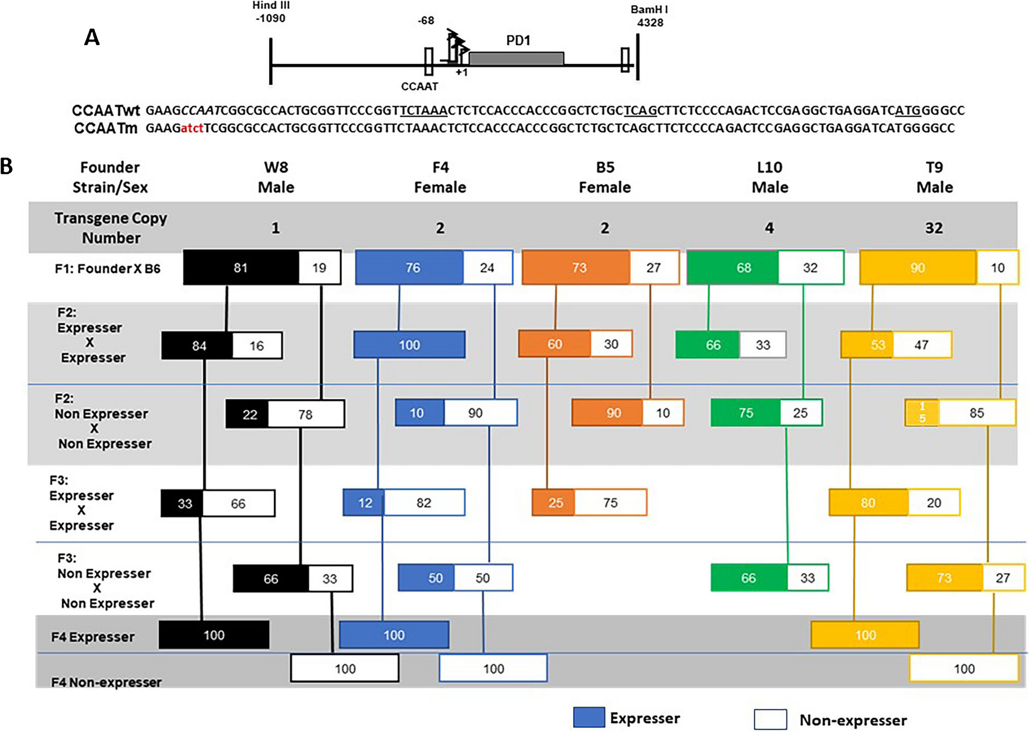 CCAAT Promoter element regulates transgenerational expression of the MHC class I gene