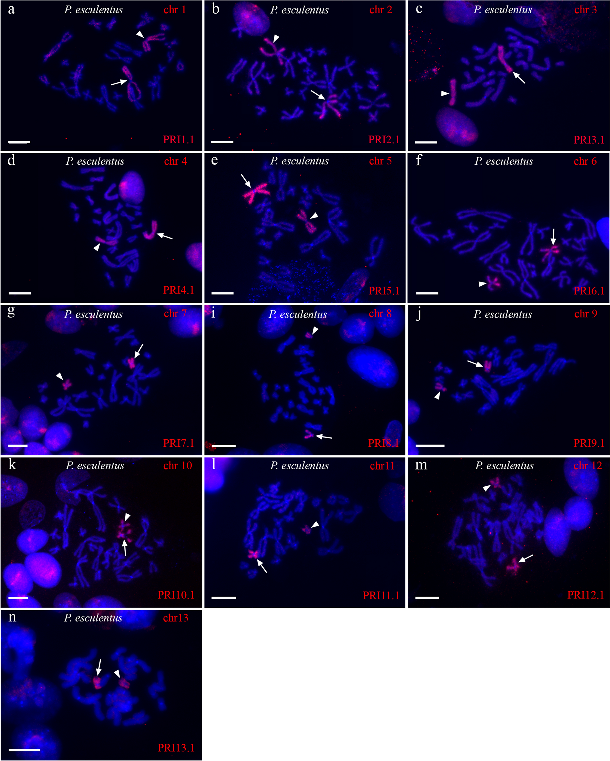 Karyotypes of water frogs from the  complex: results of cross-species chromosomal painting