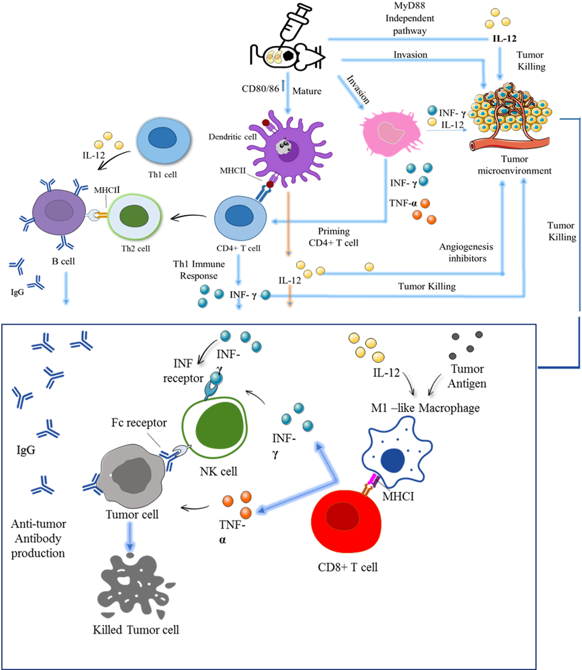 From pathogen to cure: exploring the antitumor potential of Toxoplasma gondii