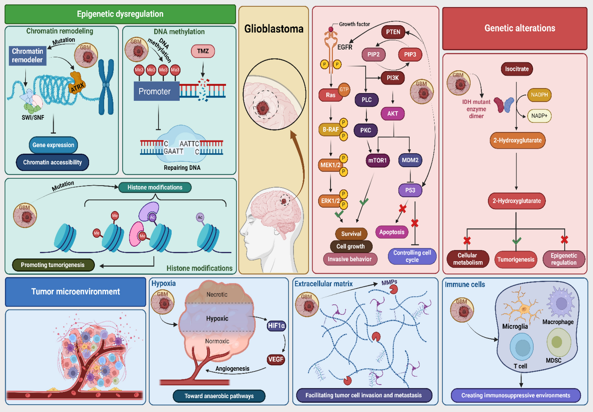 The function of chaperones in the radioresistance of glioblastoma: a new insight into the current knowledge