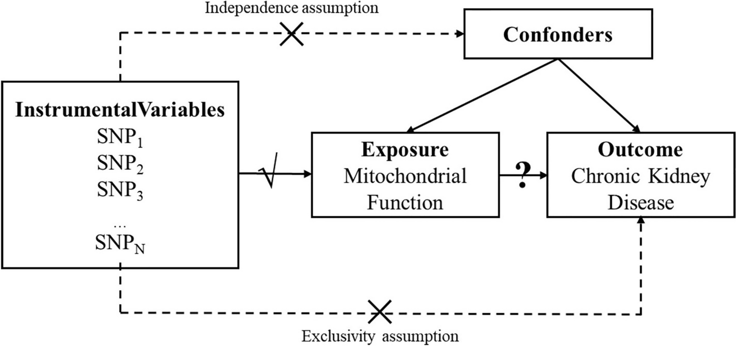 A causal association between serum mitochondrial-related proteins and the risk of chronic kidney disease