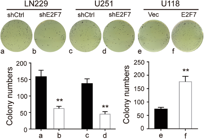 Correction: E2F7−EZH2 axis regulates PTEN/AKT/mTOR signalling and glioblastoma progression